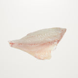 New Zealand Snapper (Sea Bream)