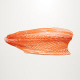 Norwegian Ocean Trout