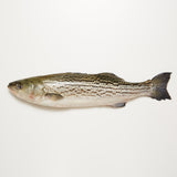 Striped Bass