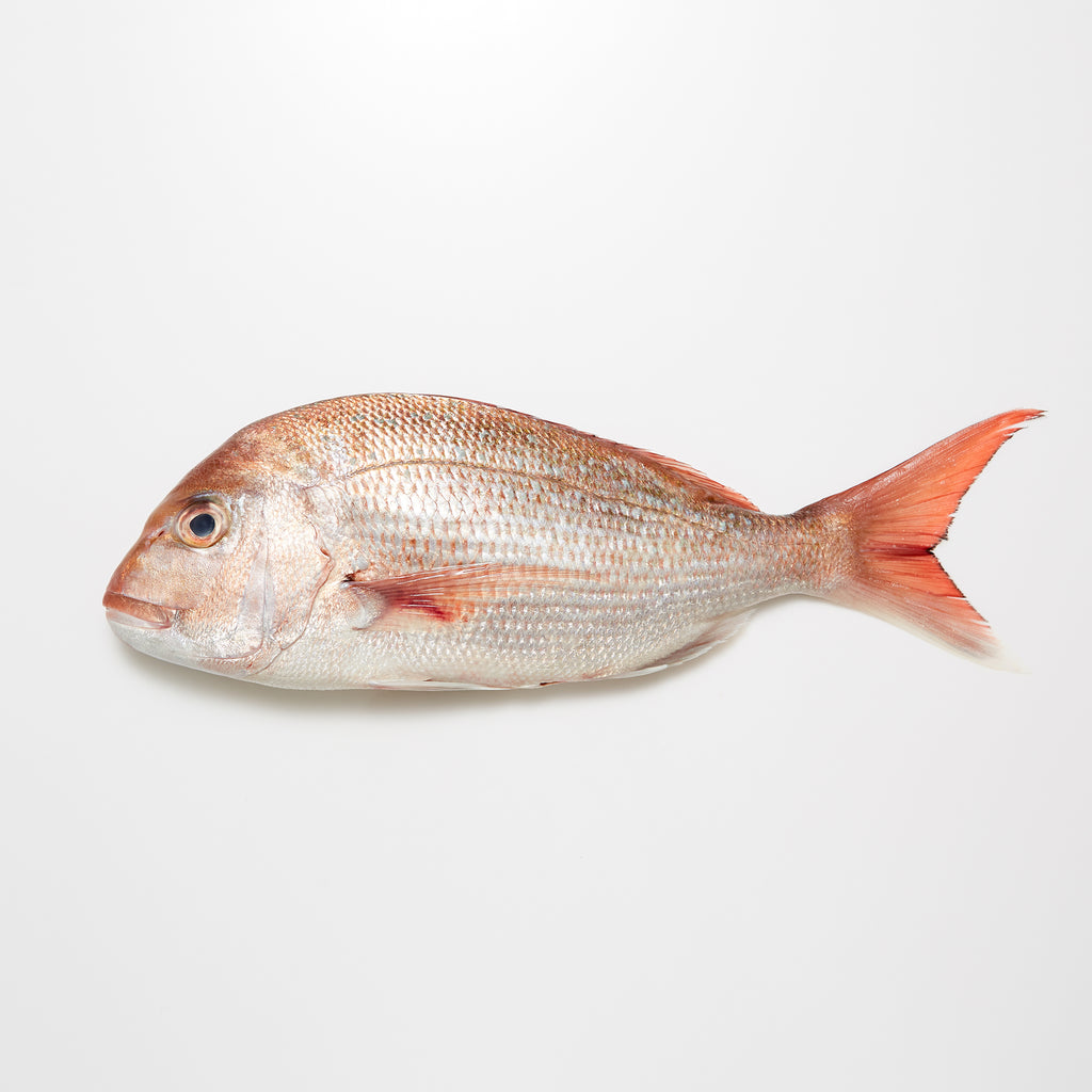 New Zealand Snapper (Sea Bream) – Seafood Express L.A.